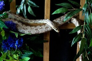 Adopter : Storm