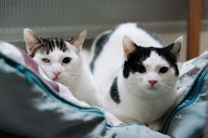 Adopter  chat : Red Eyes et Ziba