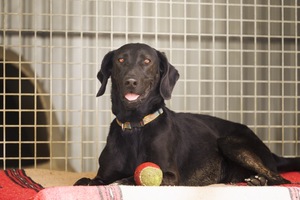 Adopter : SORA