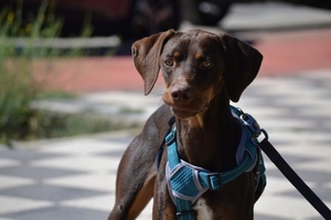 Adopter : Gaston