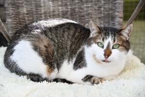 Adopter : Dana