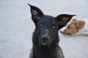 Adopter : Benny
