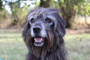 Adopter : Max