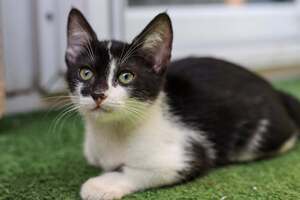 Adopter : Bara