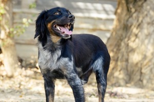 Adopter : Aïko