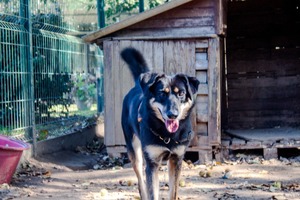 Adopter : Vaya