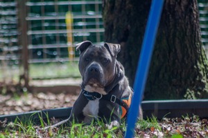 Adopter : JUICE