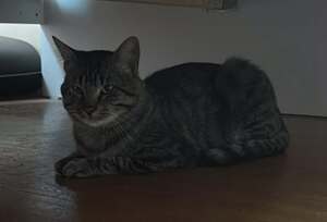 Adopter : Écho