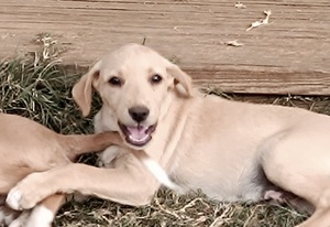 Adopter : Bouba