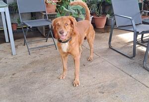 Adopter : Maroon