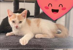 Adopter : Caramel