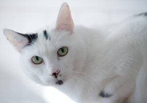 Adopter : Oggy