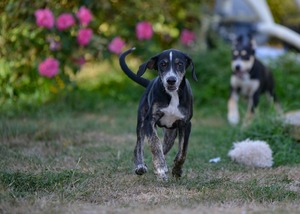 Adopter : Sun
