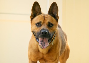 Adopter : Tex