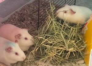 Adopter : Fripouille, Chipie et Doudou