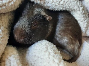Adopter : Buzz