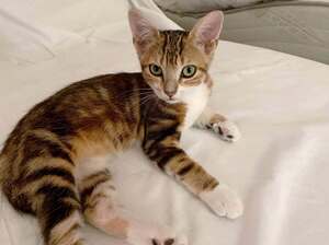 Adopter : Princesse