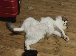 Adopter : HERMINE