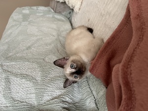 Adopter : Meï et Lian