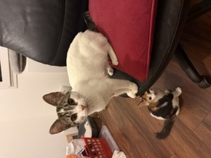 Adopter : Bernadette