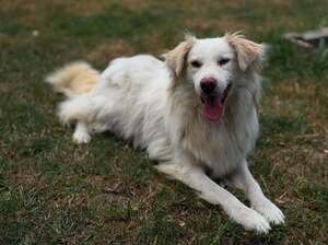 Adopter : Eira