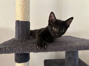 Adopter : Automne