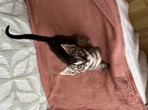 Adopter : Meï et Lian
