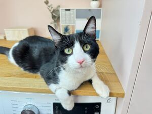 Adopter : Gatsby 