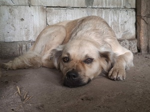 Adopter : Gatine
