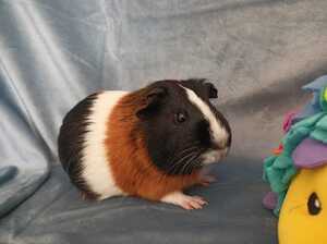 Adopter : Muffin