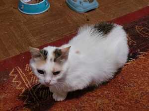 Adopter : PATIENCE 