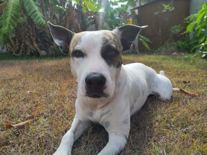 Adopter : Hanae