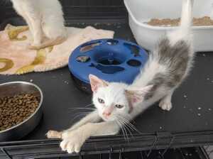 Adopter : Bill