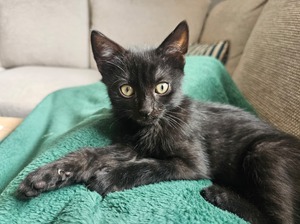 Adopter : Barbouille