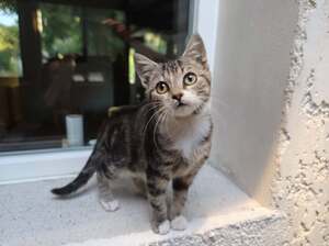 Adopter : Blitz