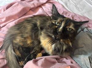 Adopter : Nala