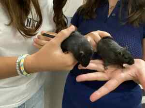 Adopter : Cajou et Didou