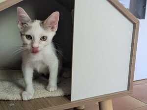 Adopter : BOBBY