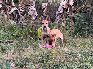 Adopter : Hip