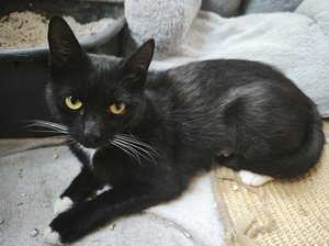 Adopter : Olive