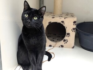 Adopter : Alpha