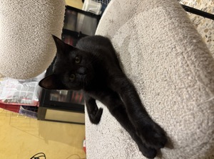 Adopter : Brigitte 
