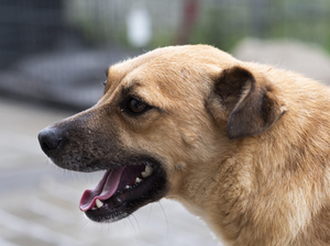 Adopter : Hoa