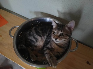 Adopter : DRAGON