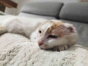 Adopter : Amaya