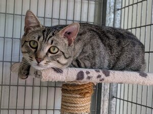 Adopter : Athos