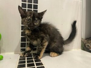 Adopter : Koquet