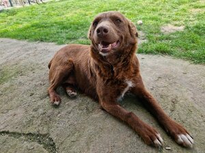 Adopter : Jassel