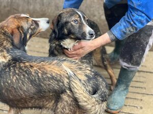 Adopter : Pan