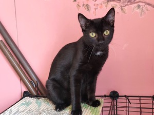 Adopter : Bob